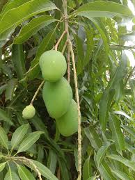 Fresh Mango